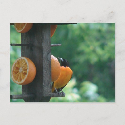 Oriole and Oranges Briefkaart (Voorkant)
