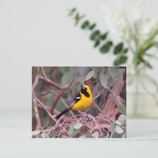 Oriole Briefkaart (Staand voorkant)
