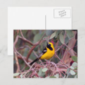 Oriole Briefkaart (Voorkant / Achterkant)
