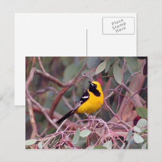 Oriole Briefkaart (Voorkant / Achterkant)