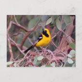 Oriole Briefkaart (Voorkant)