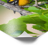 Oriole die hierboven kijkt foto afdruk (Hoek)