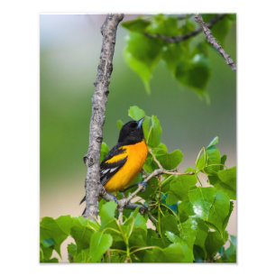 Oriole die hierboven kijkt foto afdruk