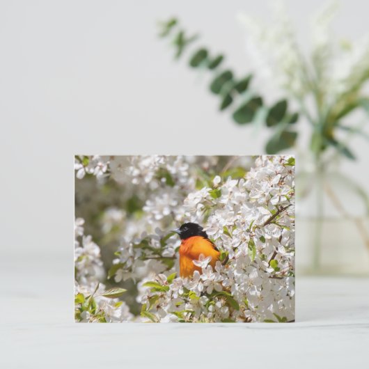 Oriole en Dogwood Briefkaart (Staand voorkant)