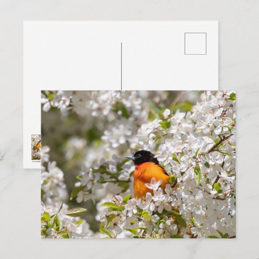 Oriole en Dogwood Briefkaart (Voorkant / Achterkant)