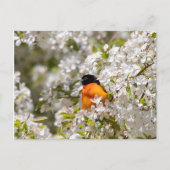 Oriole en Dogwood Briefkaart (Voorkant)