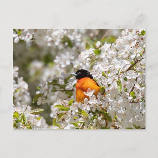 Oriole en Dogwood Briefkaart (Voorkant)