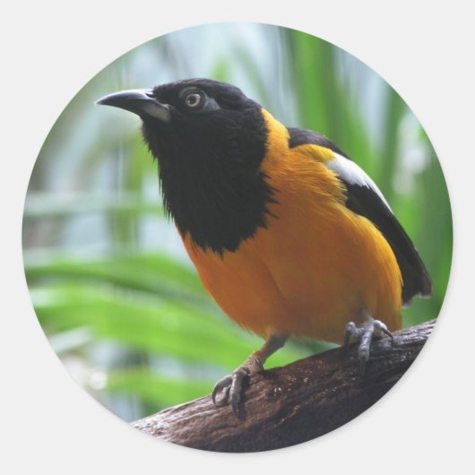 Oriole van Helaine Ronde Sticker (Voorkant)