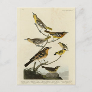 Oriolen, Thrushes, uit Audubon's Birds of America Briefkaart