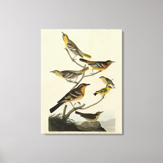 Oriolen, Thrushes, uit Audubon's Birds of America Canvas Afdruk (Voorkant)