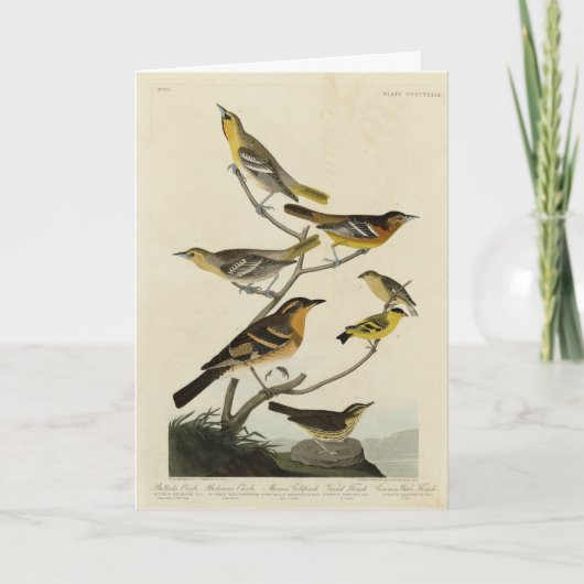 Oriolen, Thrushes, uit Audubon's Birds of America Kaart (Voorkant)