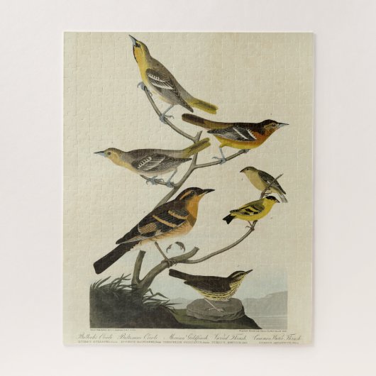 Oriolen, Thrushes, uit Audubon's Birds of America Legpuzzel (Verticaal)