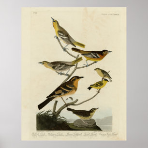 Oriolen, Thrushes, uit Audubon's Birds of America Poster