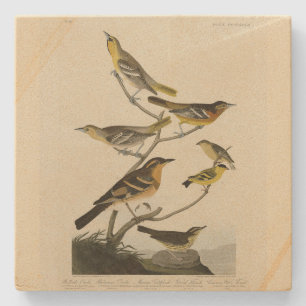 Oriolen, Thrushes, uit Audubon's Birds of America Stenen Onderzetter