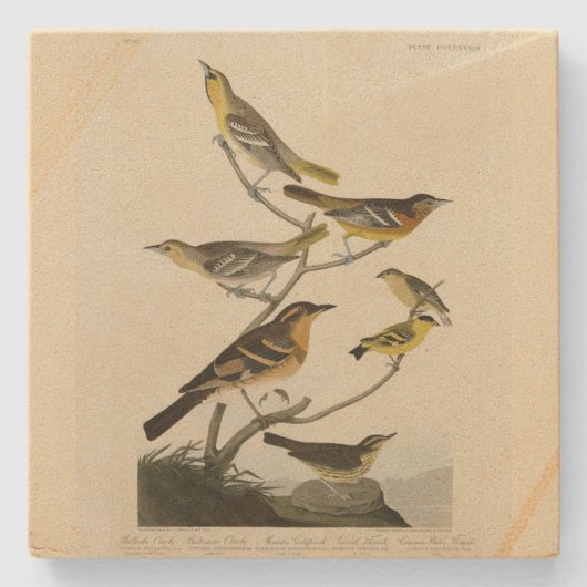 Oriolen, Thrushes, uit Audubon's Birds of America Stenen Onderzetter (Voorkant)