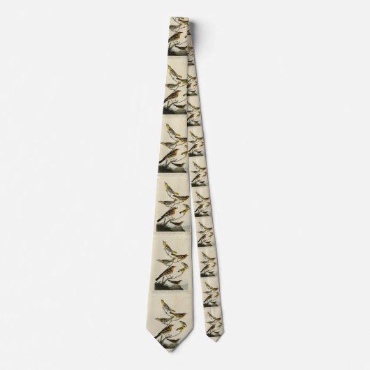 Oriolen, Thrushes, uit Audubon's Birds of America Stropdas (Voorkant)