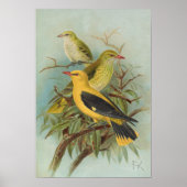 Oriolus oriolus door Johann Friedrich Naumann Poster (Voorkant)