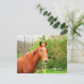 Orion-paard Briefkaart (Staand voorkant)