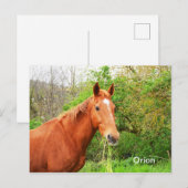Orion-paard Briefkaart (Voorkant / Achterkant)