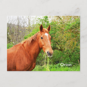 Orion-paard Briefkaart