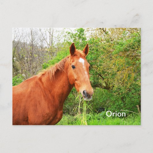Orion-paard Briefkaart (Voorkant)