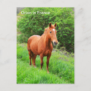 Orion-paard in Frankrijk Briefkaart