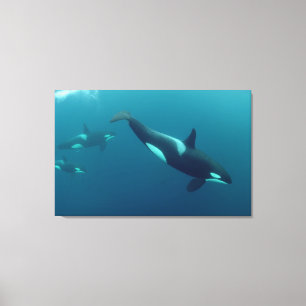 Orka "Killer Whale" Canvas