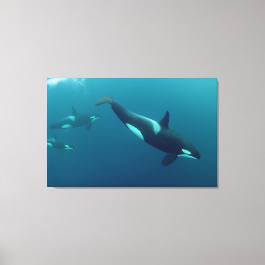 Orka "Killer Whale" Canvas (Voorkant)