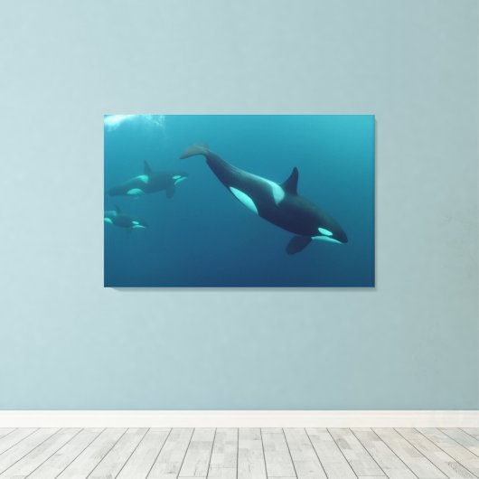 Orka "Killer Whale" Canvas (Insitu (Houten vloer))