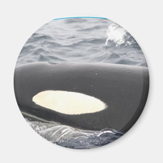 Orka Killer Whale Head - Ovaal Magneet (Voorkant)