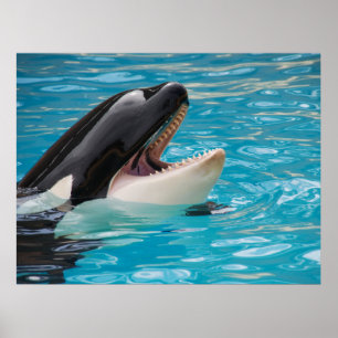 Orka, orka poster