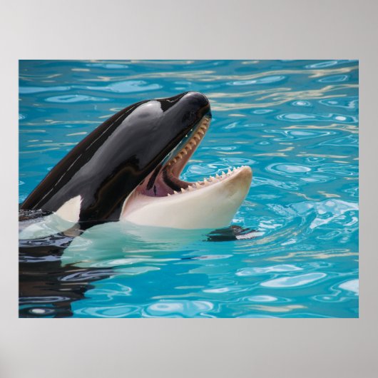 Orka, orka poster (Voorkant)