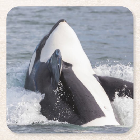 Orka springt uit het water kartonnen onderzetters (Voorkant)