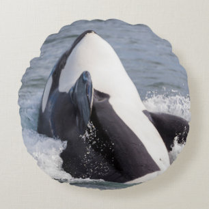Orka springt uit het water rond kussen