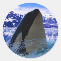Orka Sticker/zeehonden
