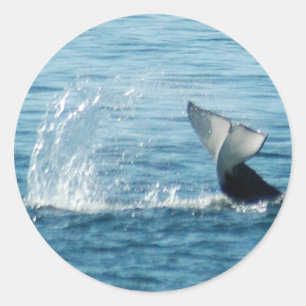 Orka Tail Slap Stickers
