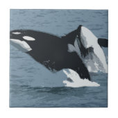 orka tegeltje (Voorkant)