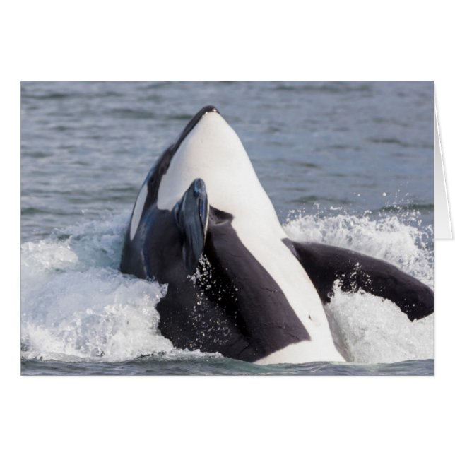 Orka walvis doorbreekt het wateroppervlak (Voorkant Horizontaal)
