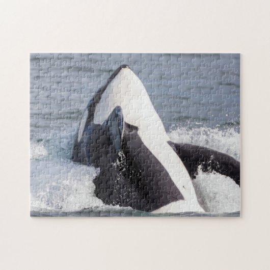 Orka walvis doorbreekt het wateroppervlak legpuzzel (Horizontaal)