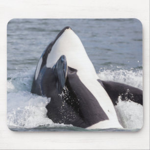 Orka walvis doorbreekt het wateroppervlak muismat