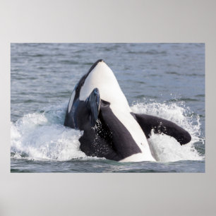 Orka walvis doorbreekt het wateroppervlak poster
