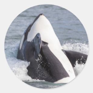Orka walvis doorbreekt het wateroppervlak ronde sticker