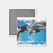 Orka Whales Magnet (Voorkant / Achterkant)