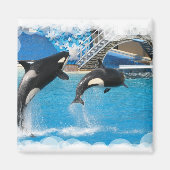 Orka Whales Magnet (Voorkant)