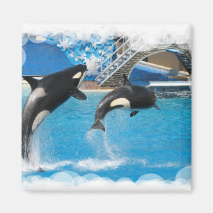Orka Whales Magnet