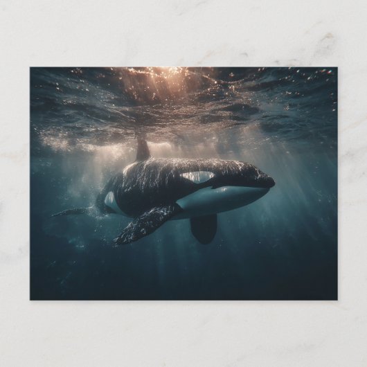 Orka zwemt in diep water briefkaart (Voorkant)