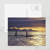 Orka's of zwaardwalvissen briefkaart (Voorkant / Achterkant)