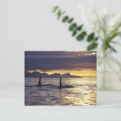 Orka's of zwaardwalvissen briefkaart (Staand voorkant)