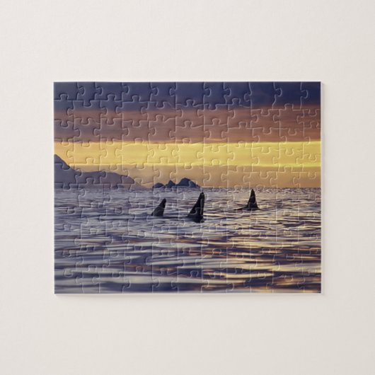 Orka's of zwaardwalvissen legpuzzel (Horizontaal)