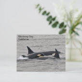 Orka's op het Monterey Bay Briefkaart (Staand voorkant)